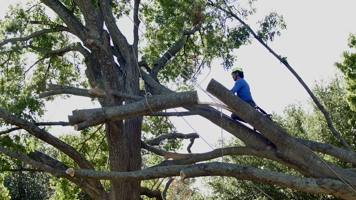 Professional Crown Thinning performed by certified arborists in Millinocket